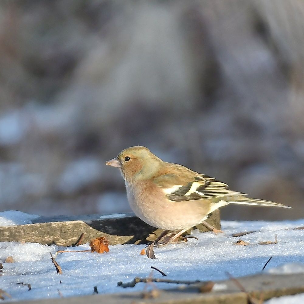 Photograph by Александр Катунцев