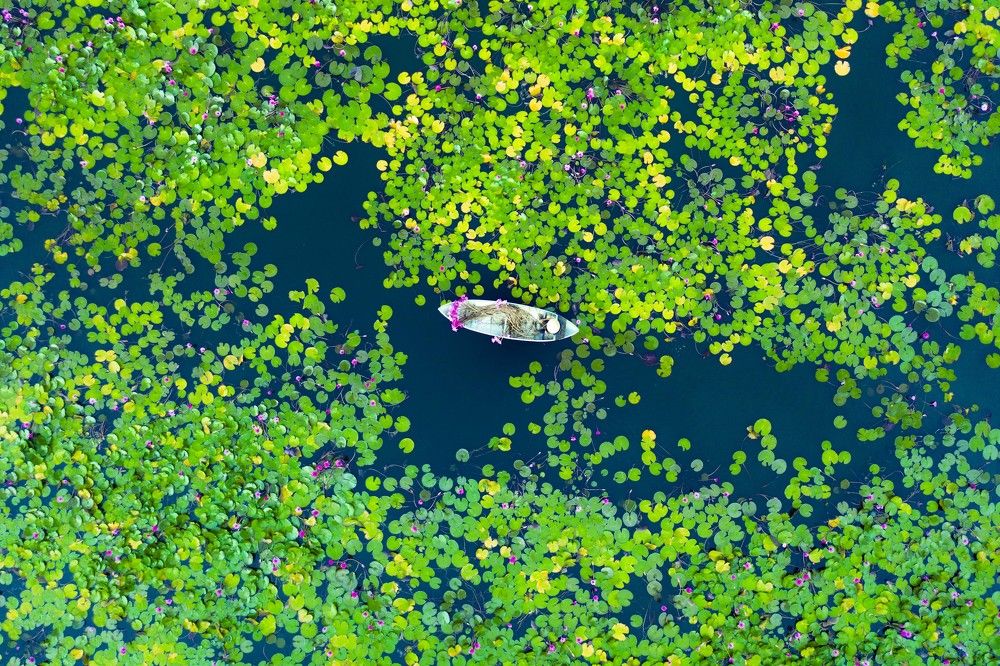 Water lily blooming season