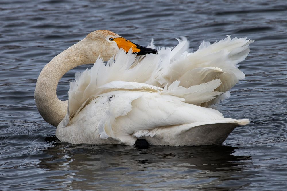 Photograph by Евгений Санин