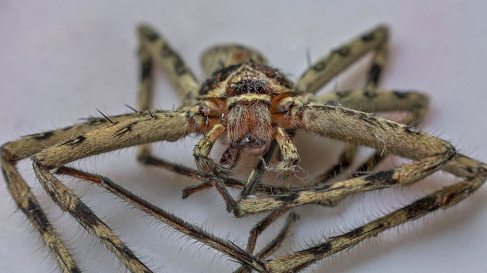 Huntsman spider