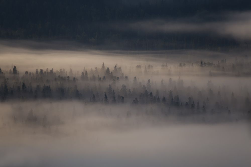 Под вуалью тумана