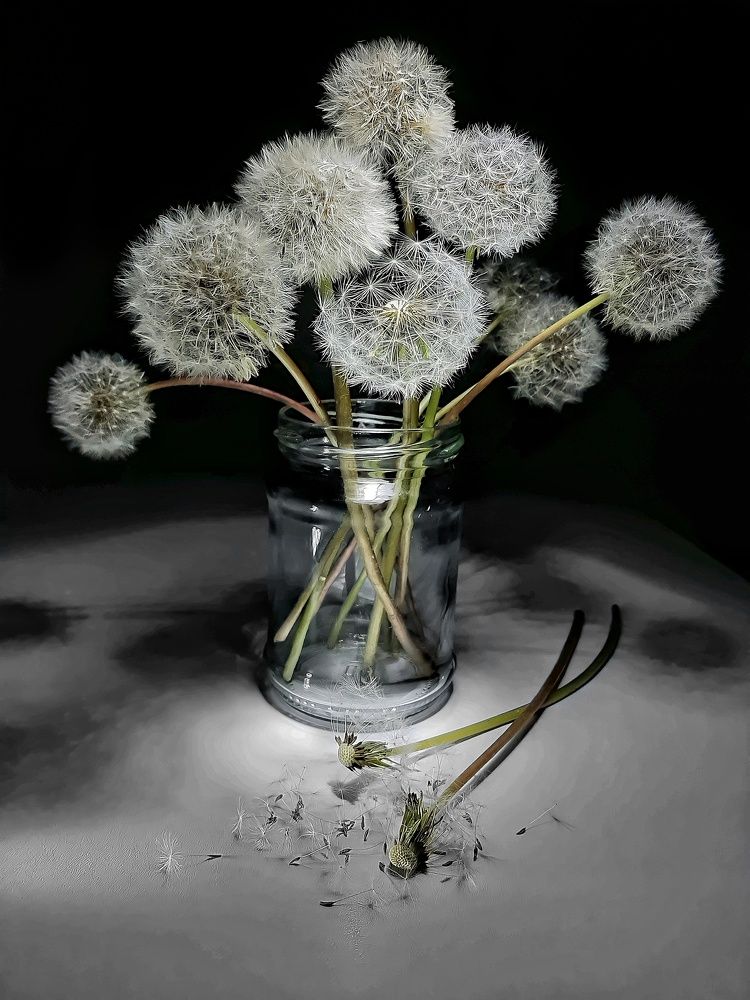 Одуванчики