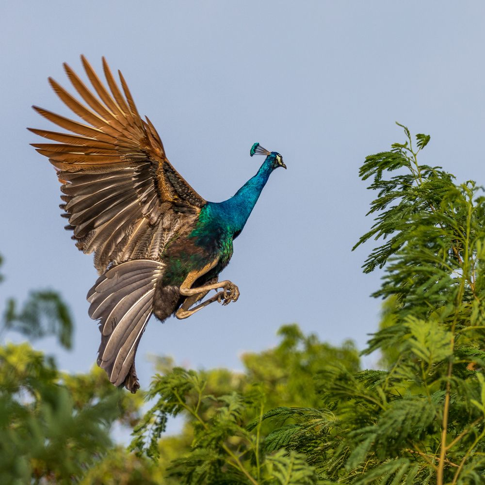 Photograph by Ranley Evarts