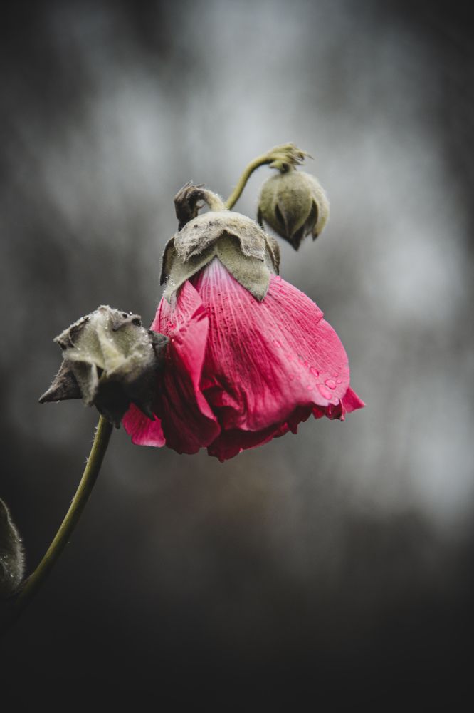 Photograph by Ольга