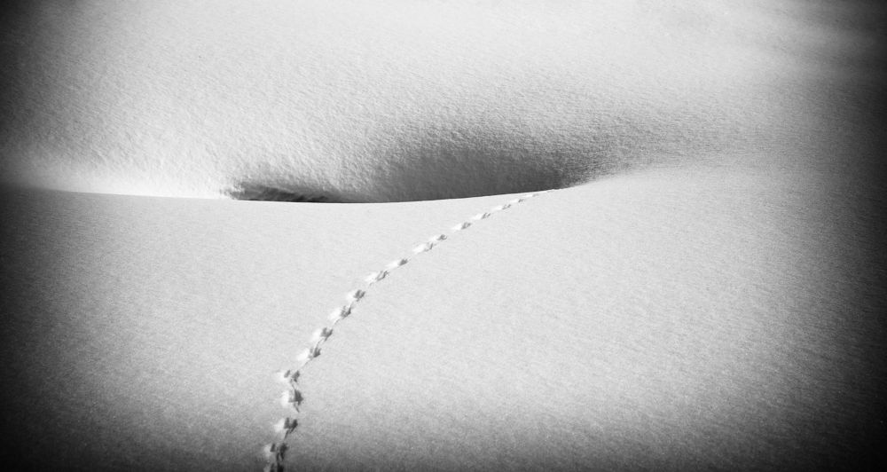 Photograph by Алексей Куликов