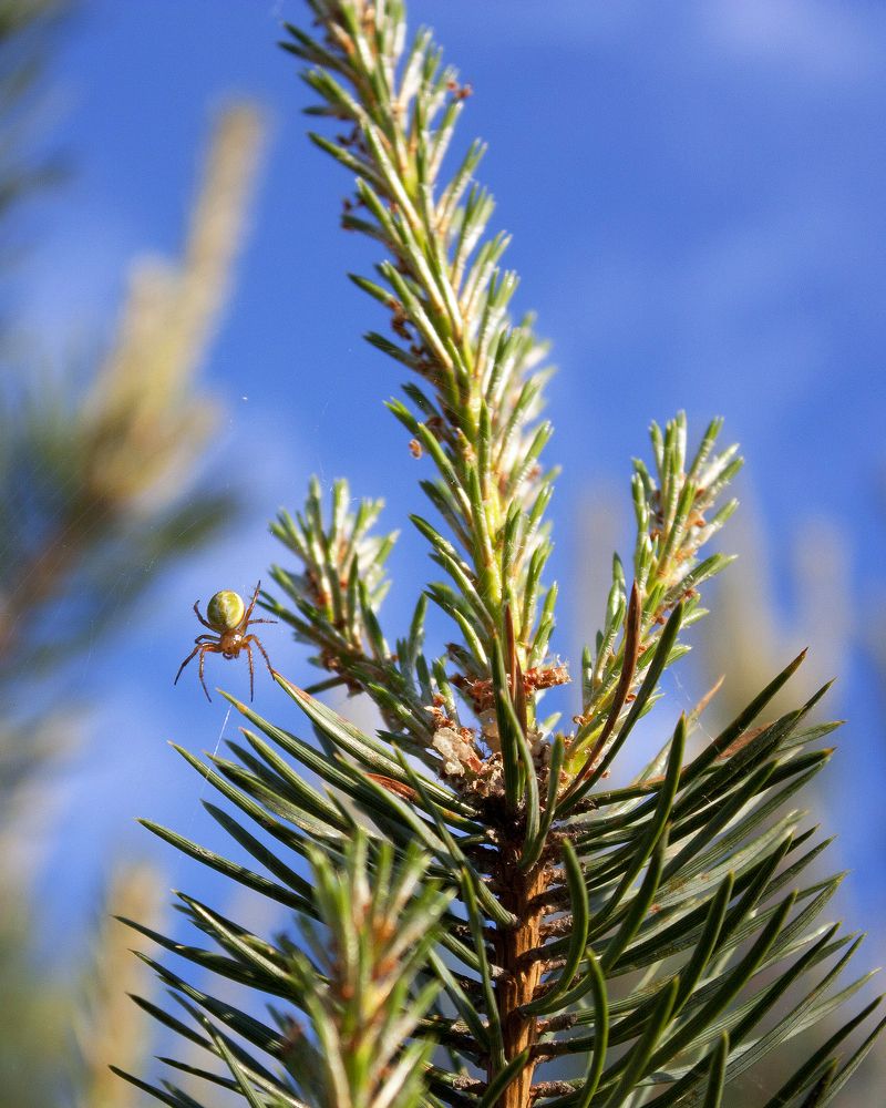 Photograph by Мария Самоловова