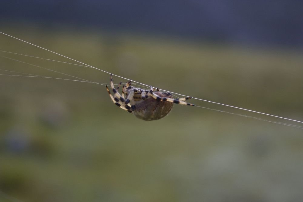 Photograph by Мария Самоловова