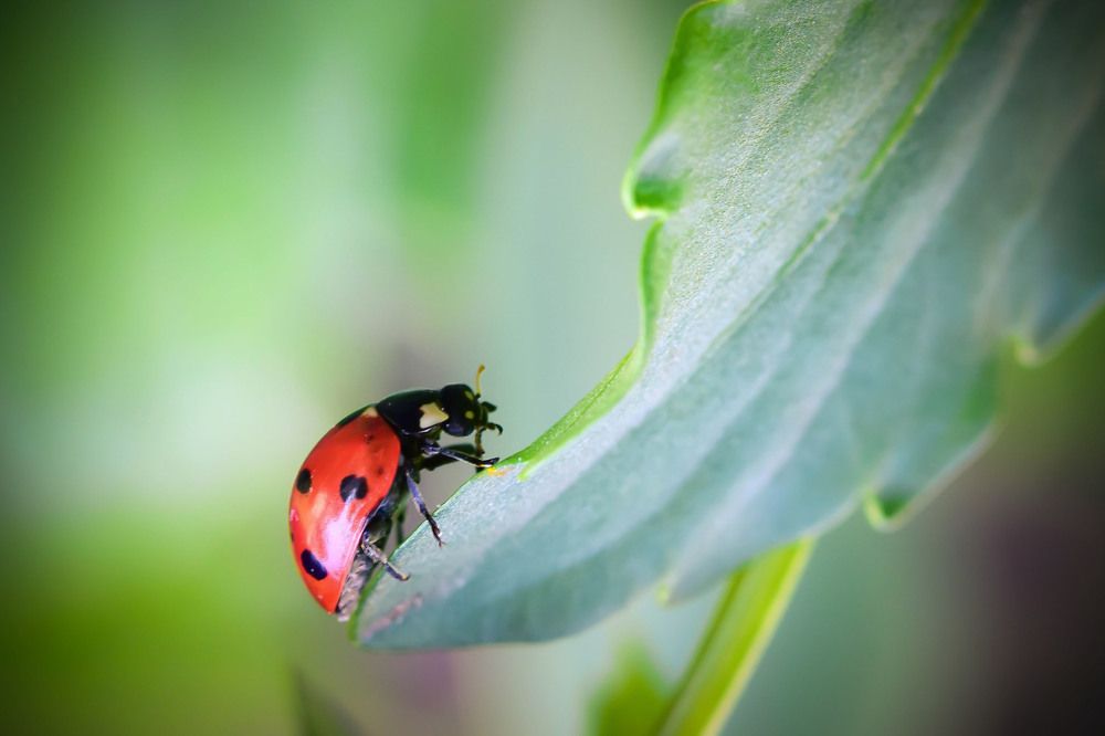 Photograph by Nelly Arnaudova