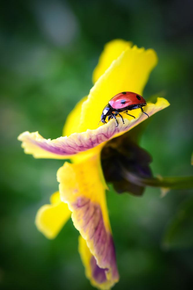 Photograph by Nelly Arnaudova