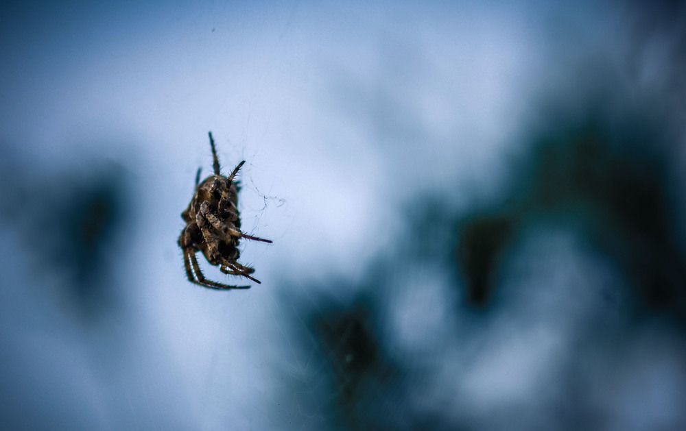 Photograph by Nelly Arnaudova