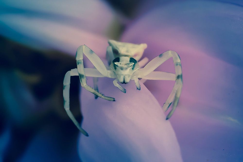 Photograph by Nelly Arnaudova