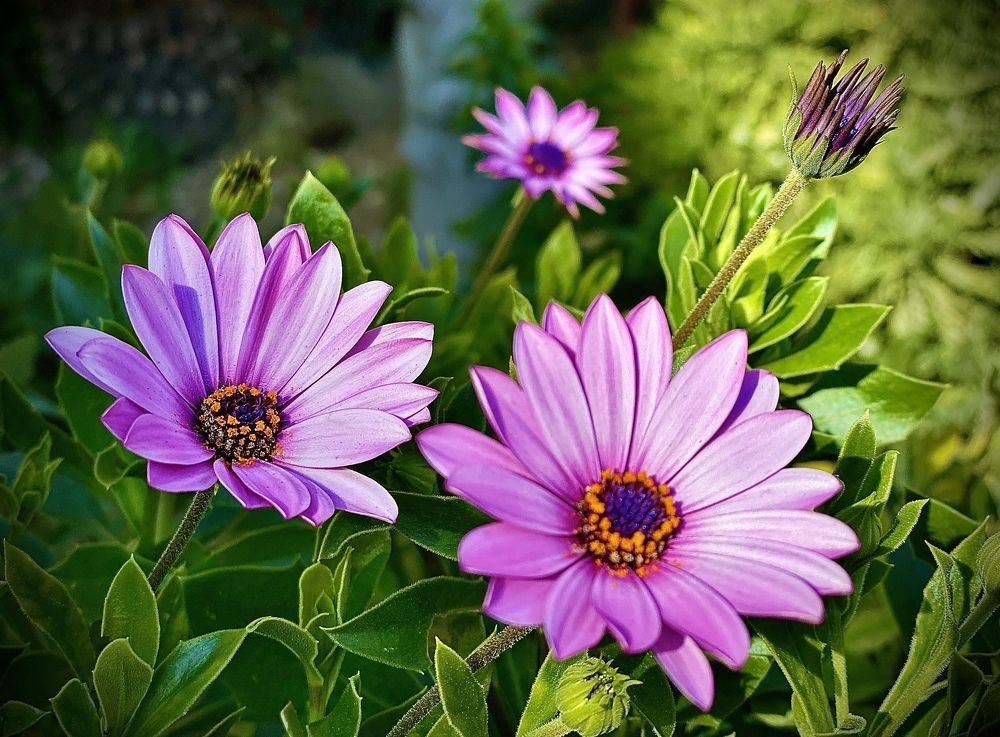 Photograph by Mario Ranuzzi