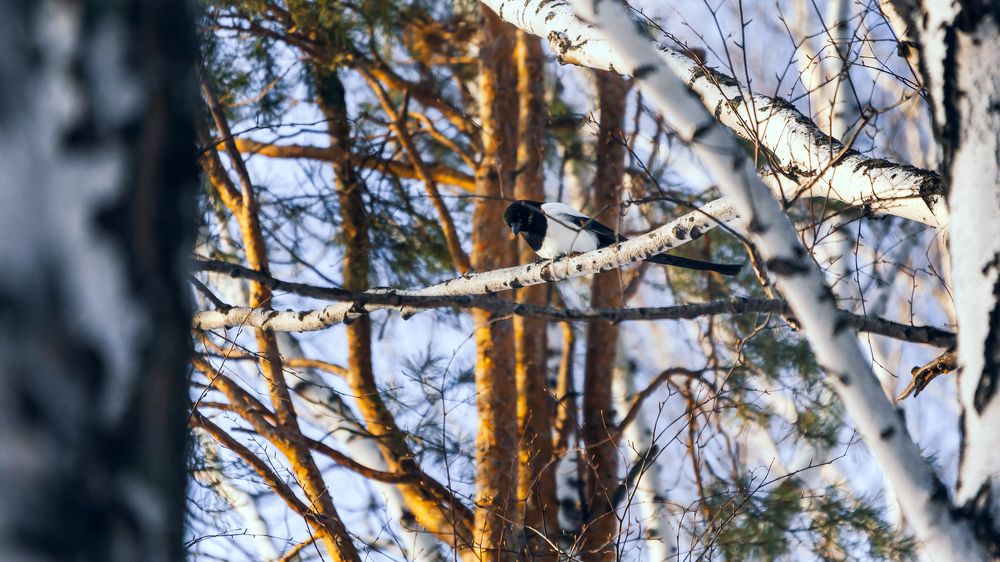 Photograph by Роман Никифоров