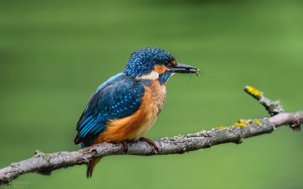 Важная добыча