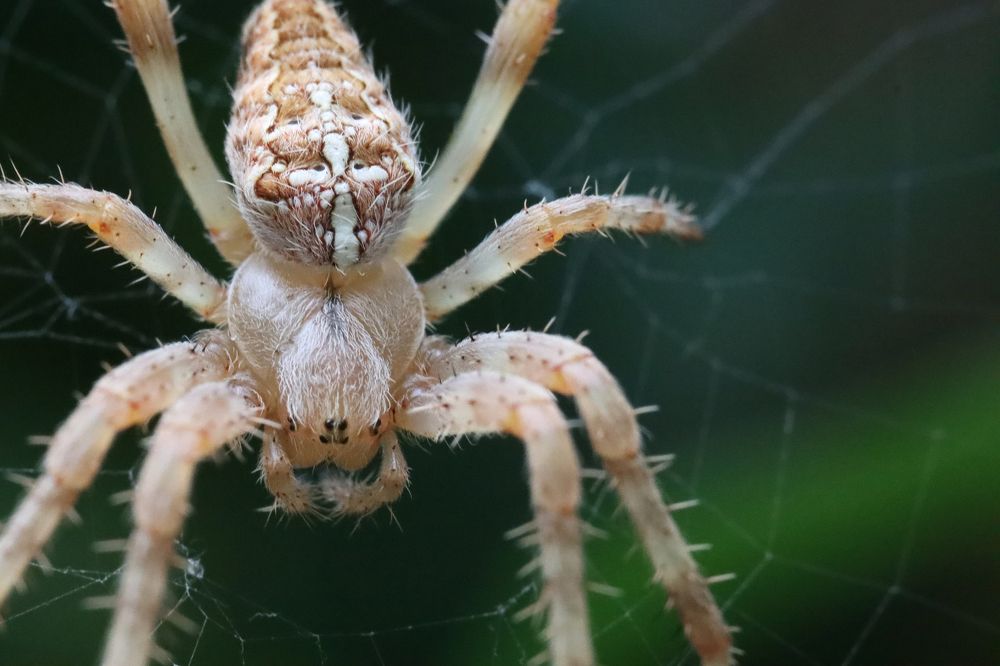 Photograph by Нина Шабанова