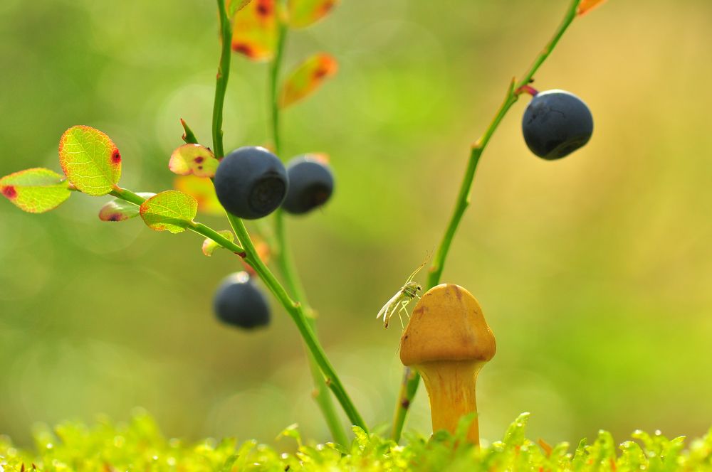 Photograph by НиКоЛаЙ