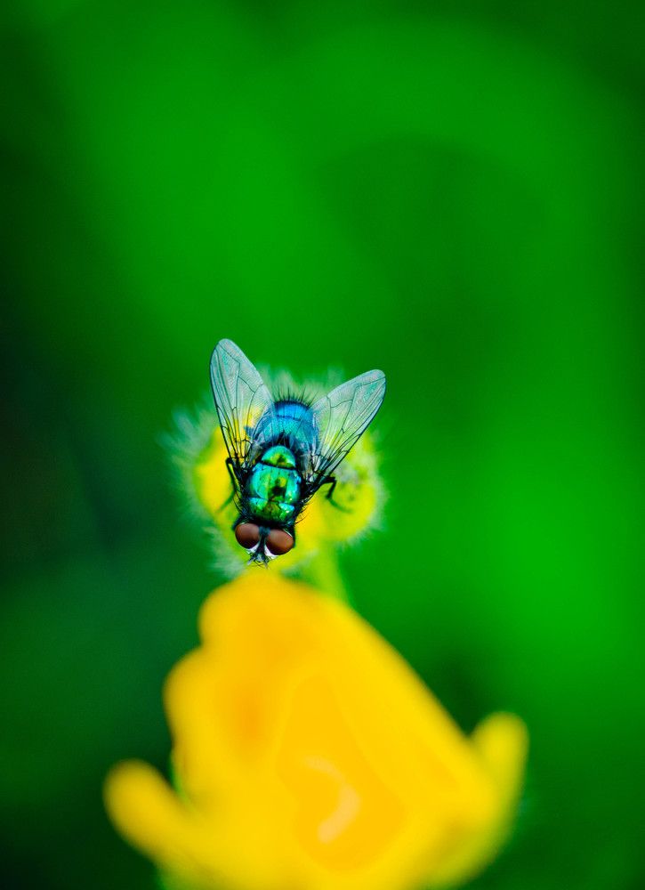 Photograph by Ирина Кошлюнова