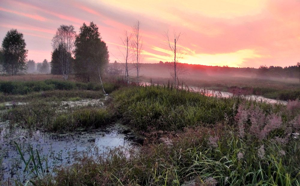 Туманный вечер на болотах