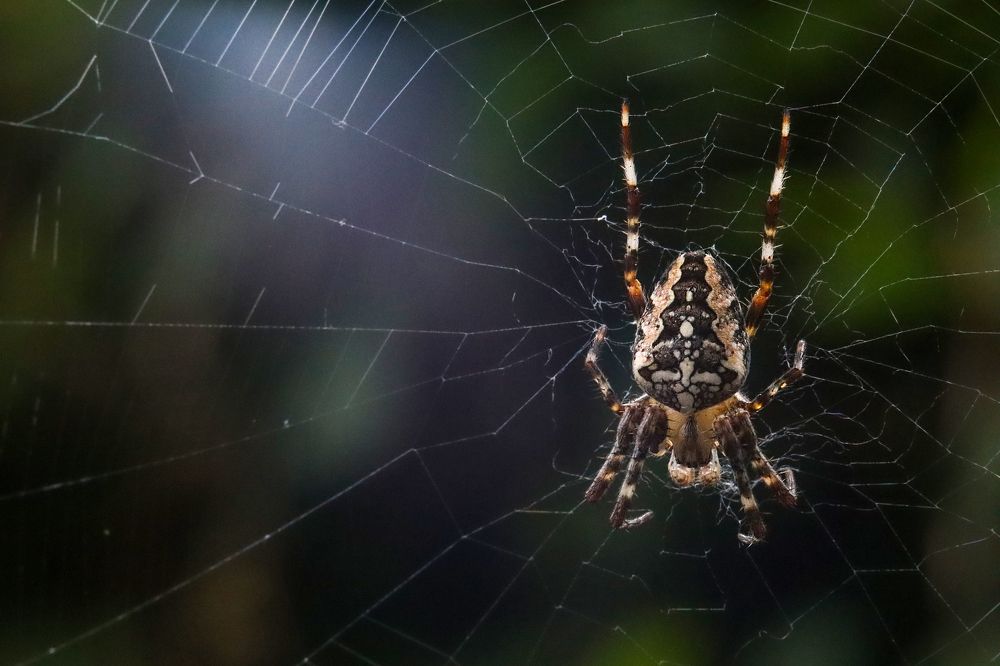 Photograph by Нина Шабанова