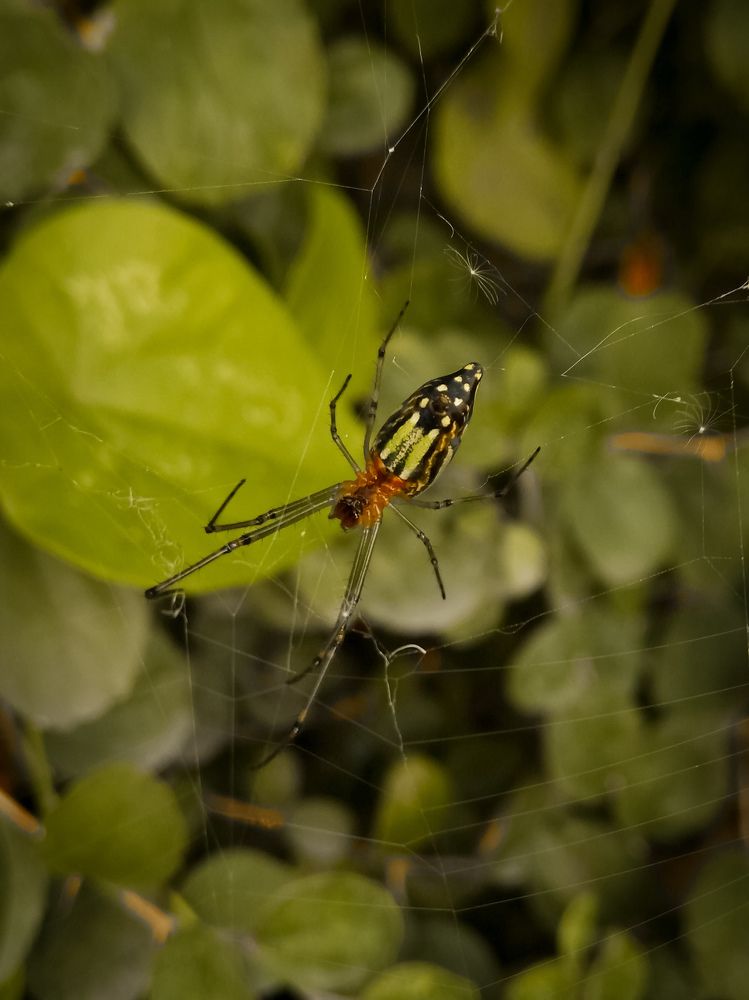 Фотография автора Tawkir Ahmad Shimul Md.