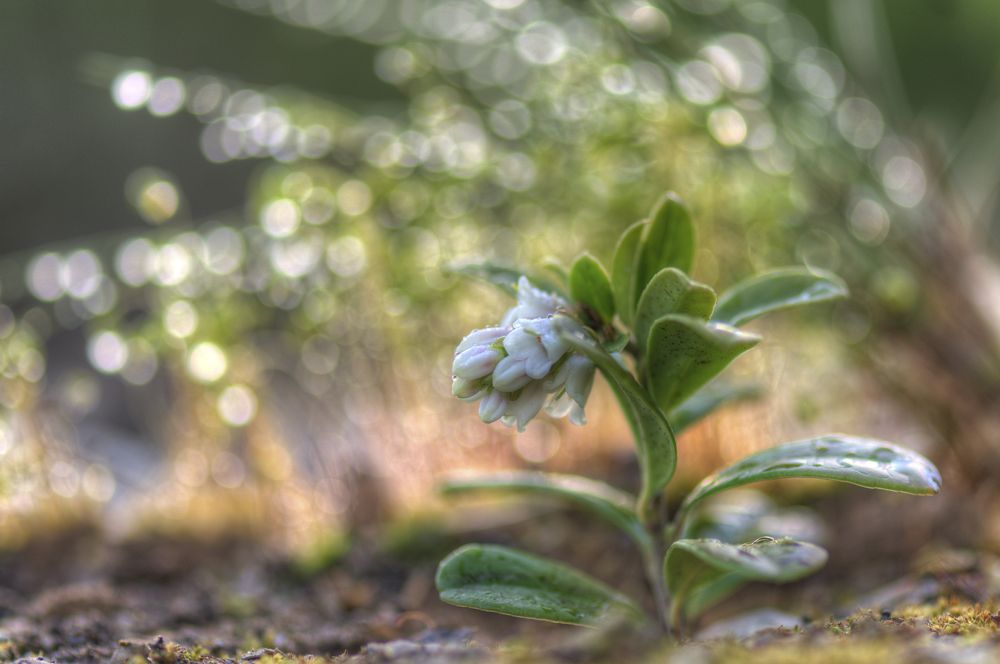 Photograph by НиКоЛаЙ