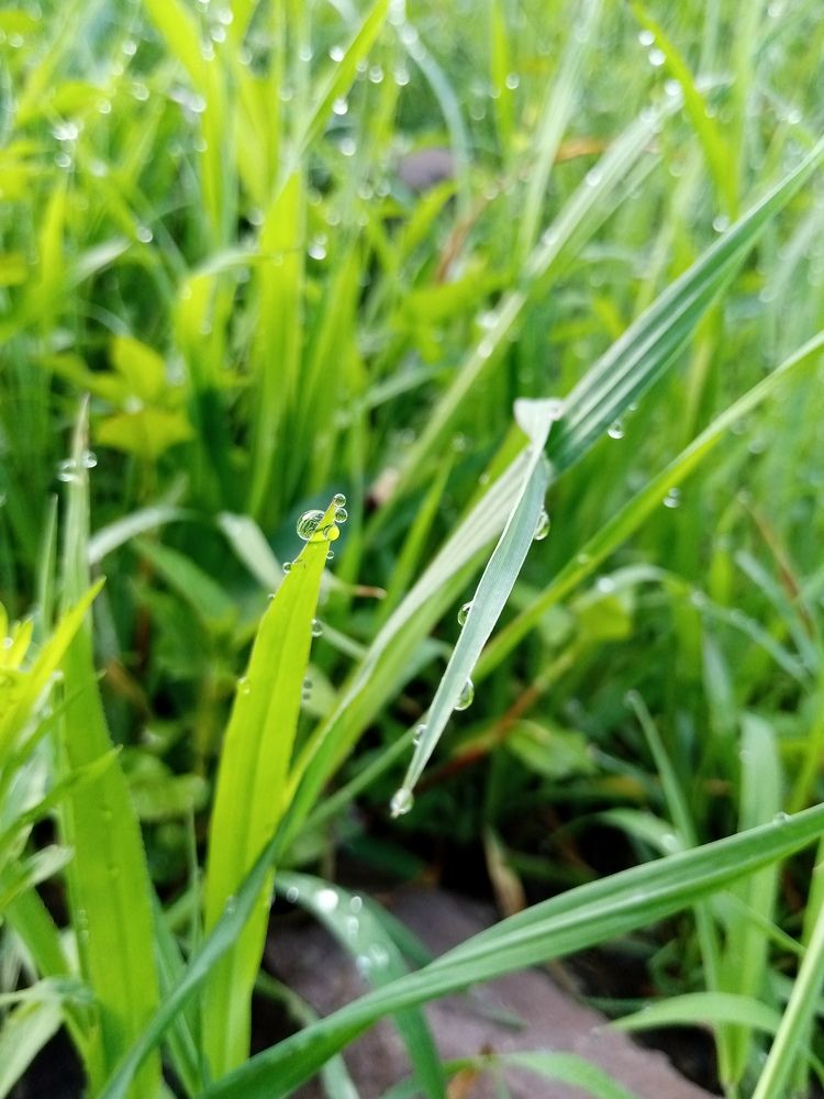 Nature photography