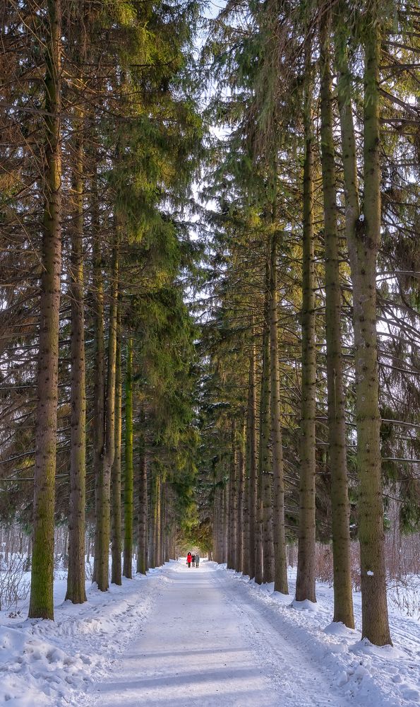 Еловая аллея в Бирюлевском Дендропарке. Spruce alley in Biryulevsky park.