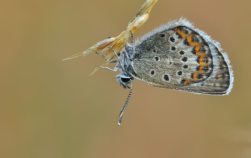 Photograph by НиКоЛаЙ