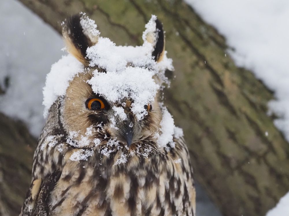 Снегурочка