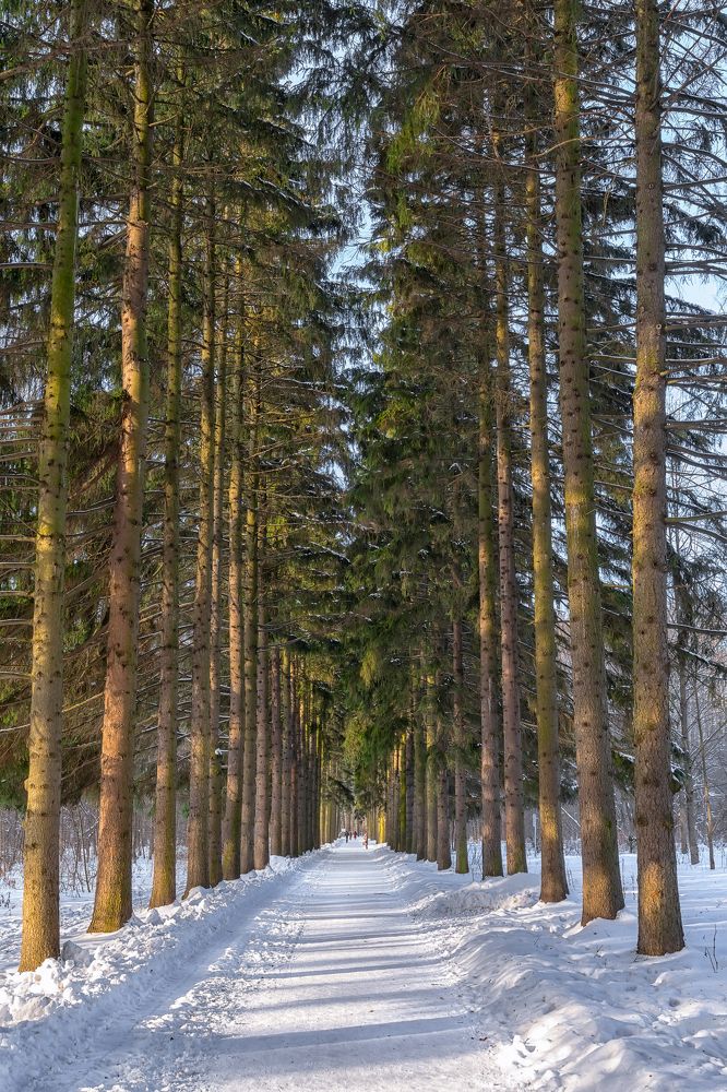 Аллея в Бирюлевском Дендропарке. Alley in Biryulevsky park.