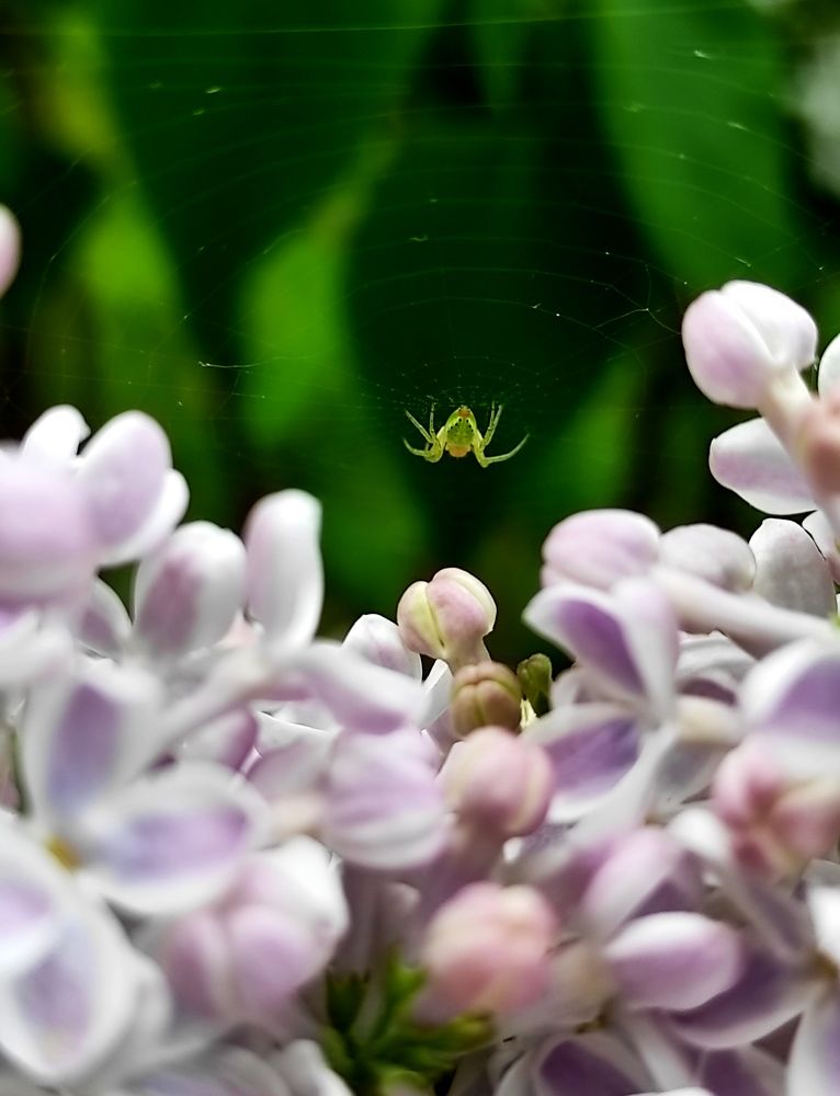 Photograph by Инна Макарчук