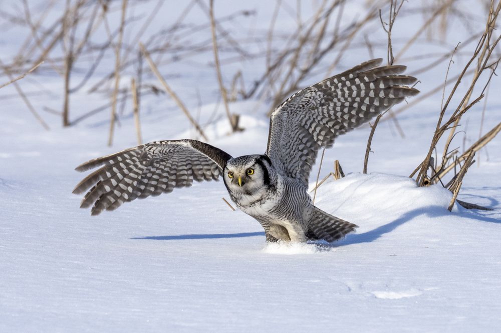 Фотография автора Mariya Belyalova
