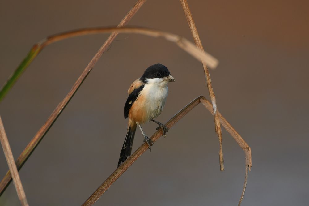 Photograph by SRIMANTA RAY