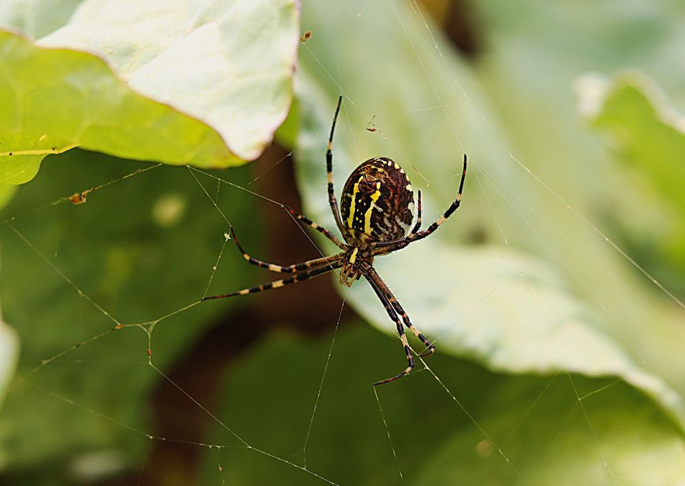 Яркая особь