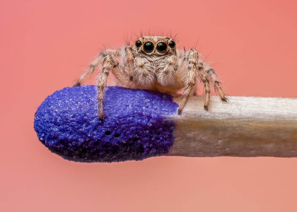 Matches And Alive Jumping Spider