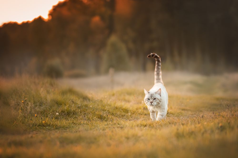 Есть в осени первоначальной короткая, но дивная пора...
