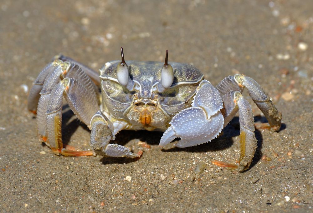 Photograph by Василий Арлашов