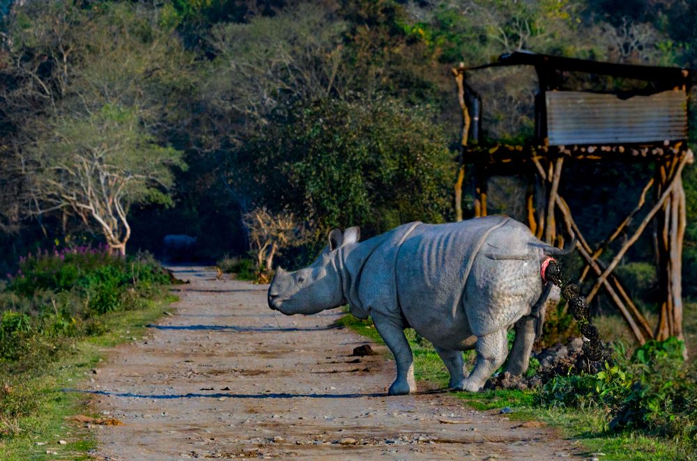 Photograph by  Sutapa Deb