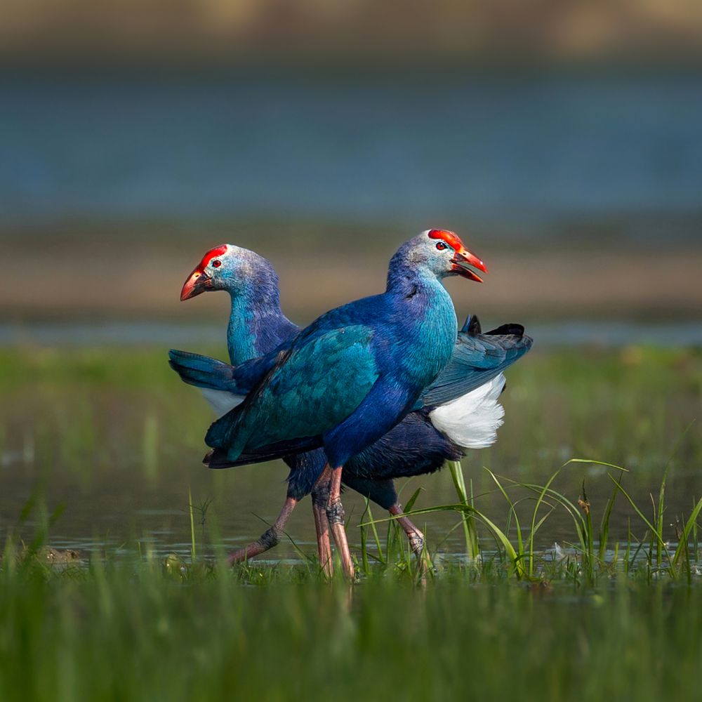 THE SPECTACULAR TWINS IN FRAME