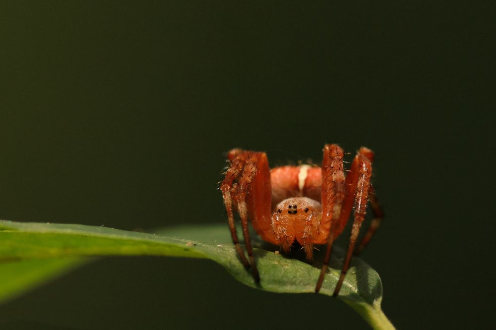 Паук крестовик сидит на зеленом листе.