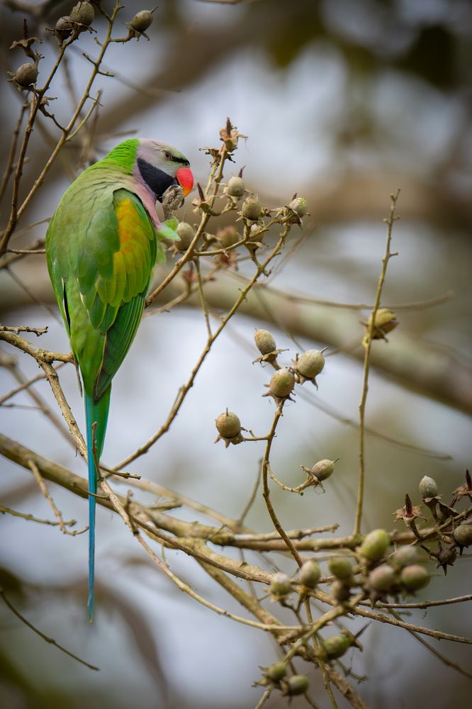 Photograph by Nabarun Majumdar