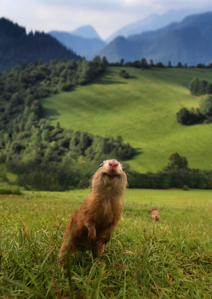 European ground squirrel
