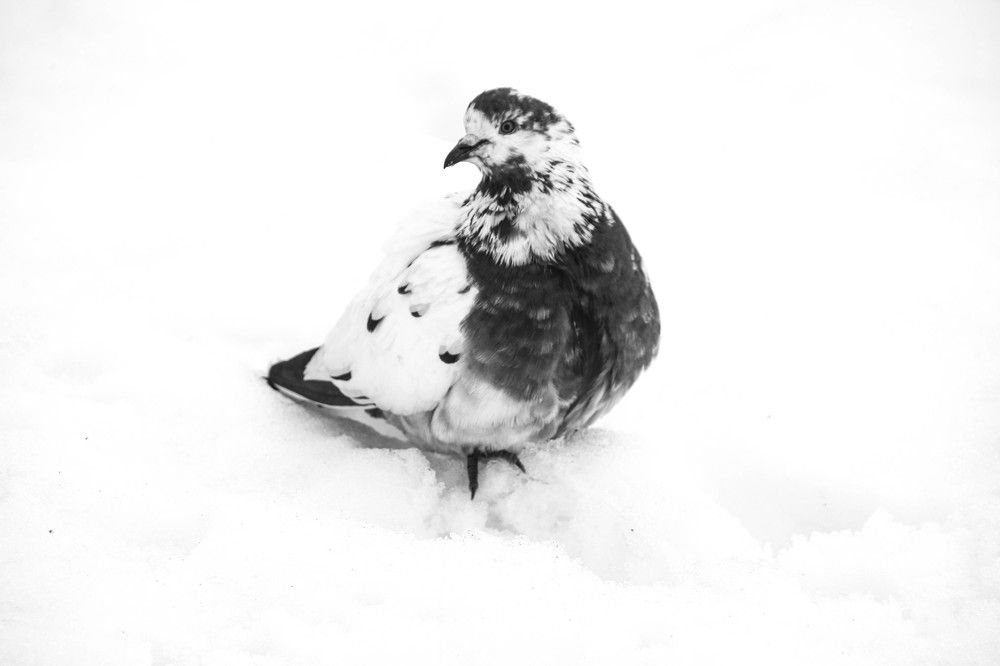 Photograph by Екатерина Стрельцова