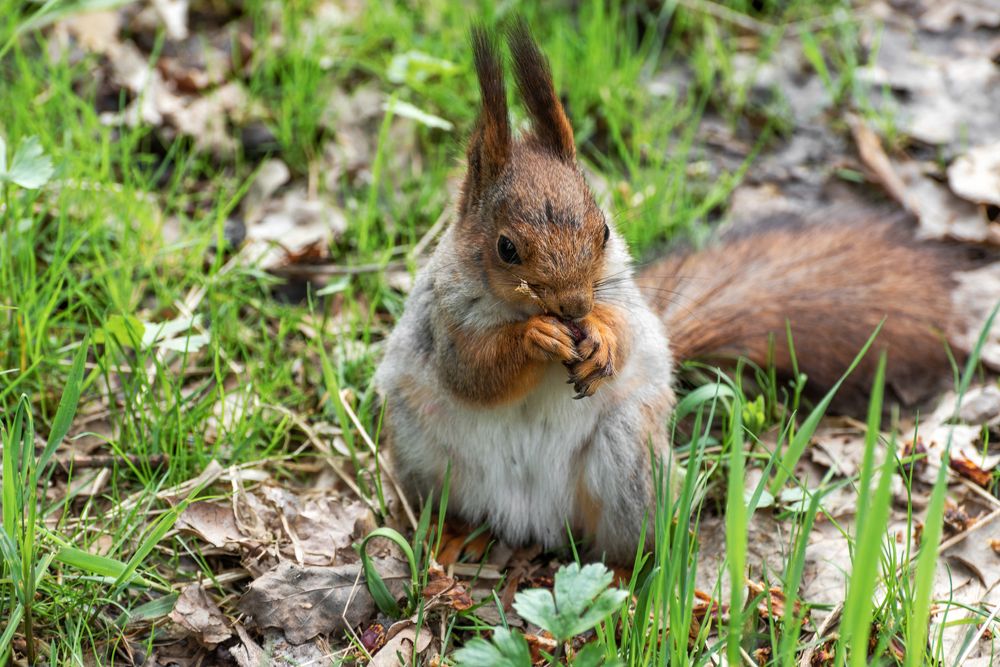 Старая шишка - удачная находка. Майская белка.