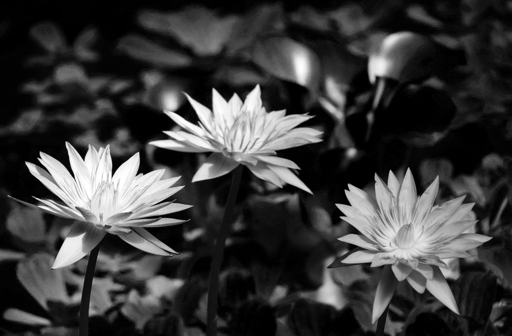 Photograph by Надежда Дорошенко