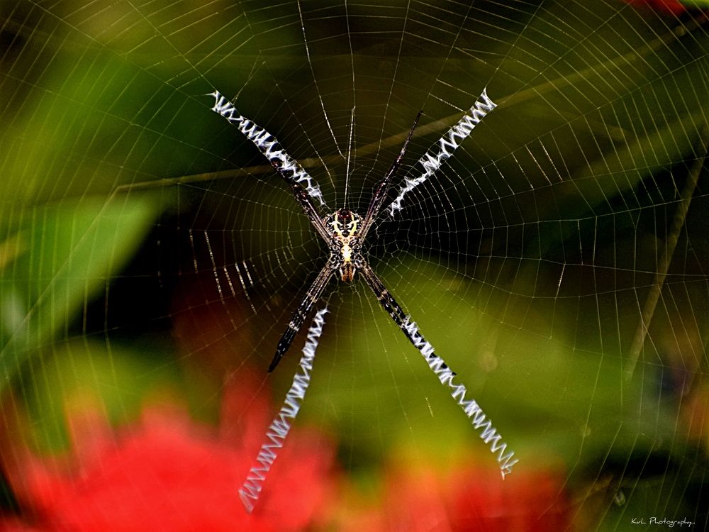 Photograph by V.l. Karthikeyan