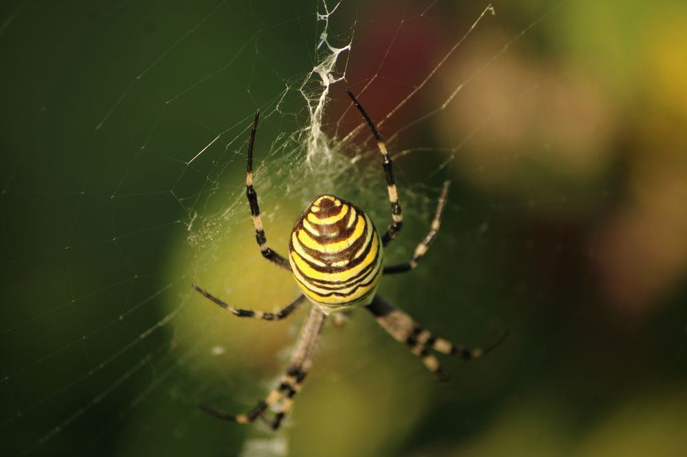 Фотография автора Никита Гутор