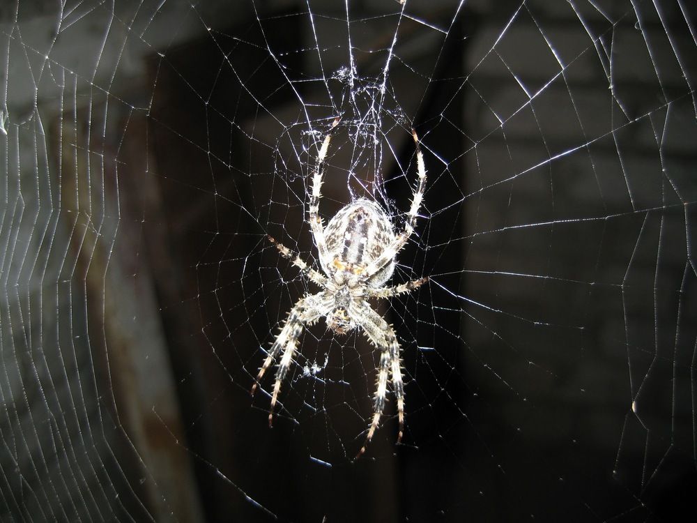 Фотография автора Дана Богинская