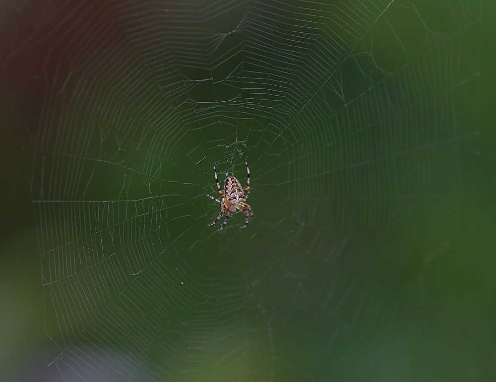 Photograph by Мария Попова