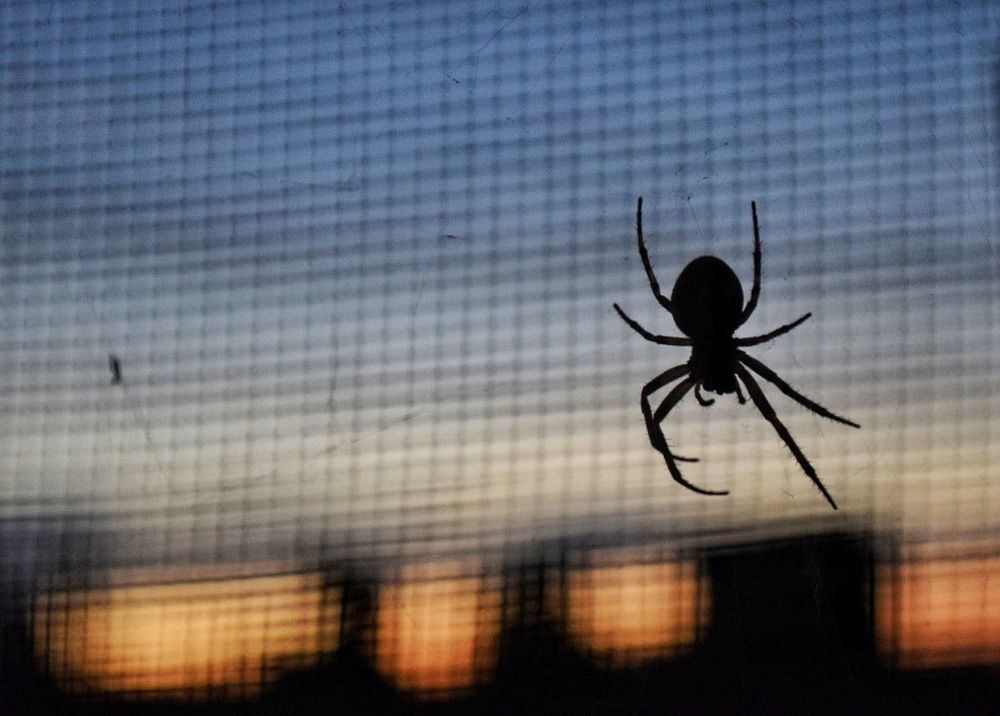 Фотография автора Дана Богинская